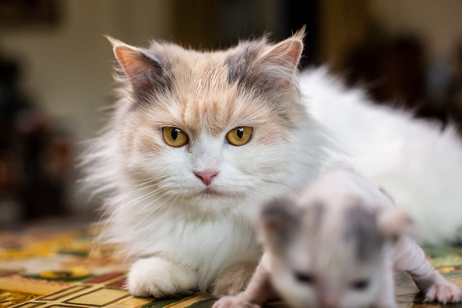 cat_3.jpg